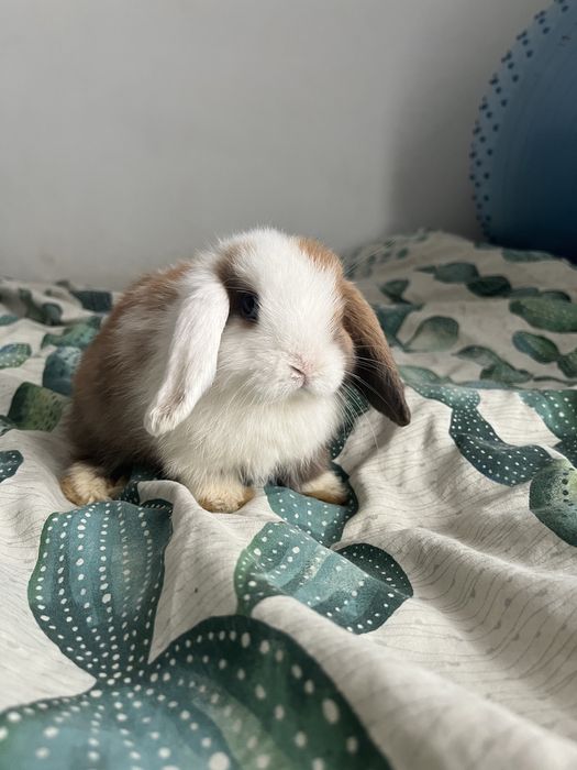 Sprzedam króliczków mini lop