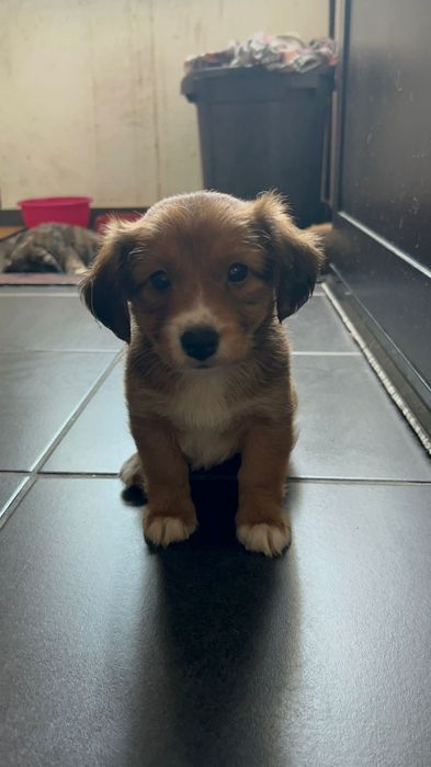 Duas manas bebés e lindas à procura de um lar definitivo!