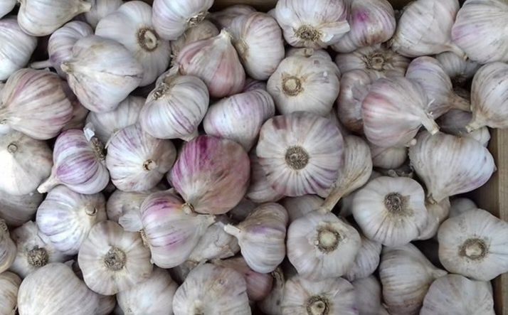 Часник домашній, середньо-великий