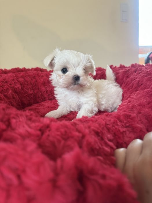 Maltańczyk suczka z rodowodem ZKwP FCI