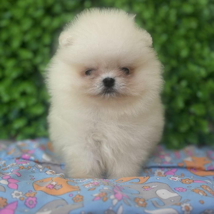 ведмедик шоу класу хлопчик