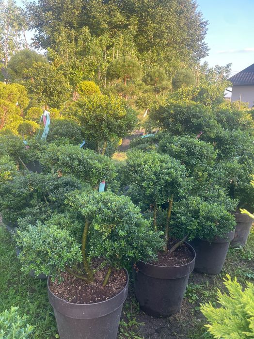 Formy Bonsai jalowiec ostrokrzew cyprysik