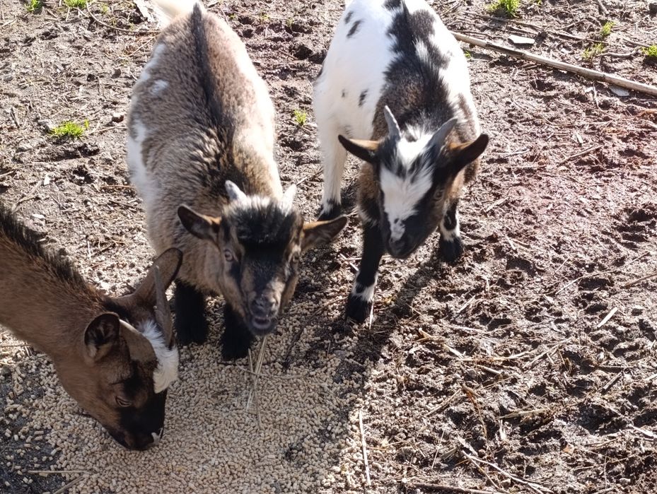 Cabritos anãs - anjmais