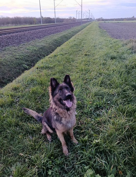 Oddam suczkę owczarek mix