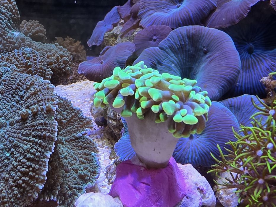 4 corais incluindo euphyllia parancora