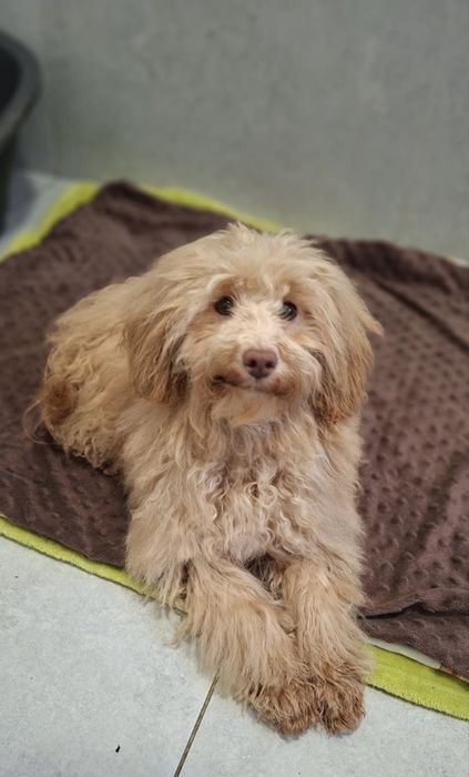 Pudel- Havapoo hybryda