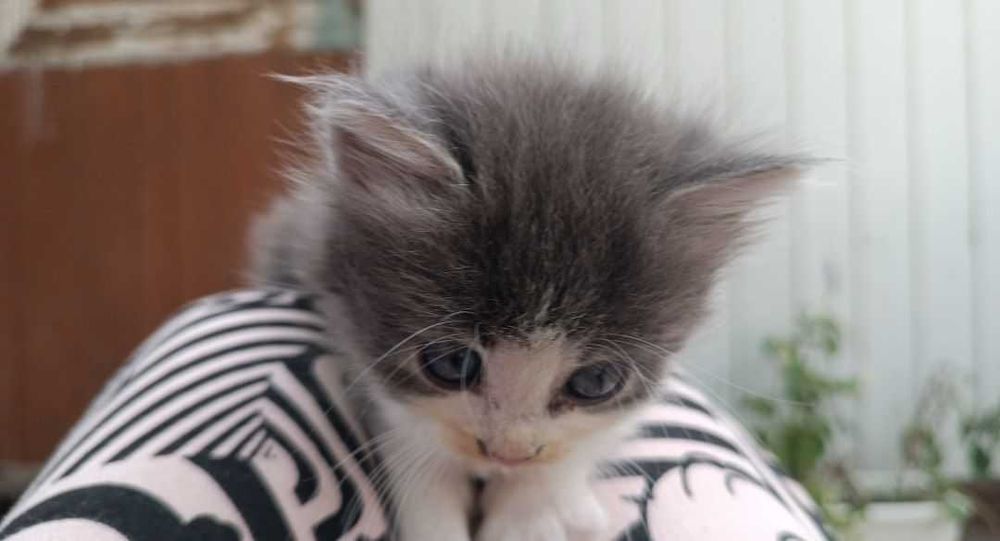 Віддам кошенят в хороші руки