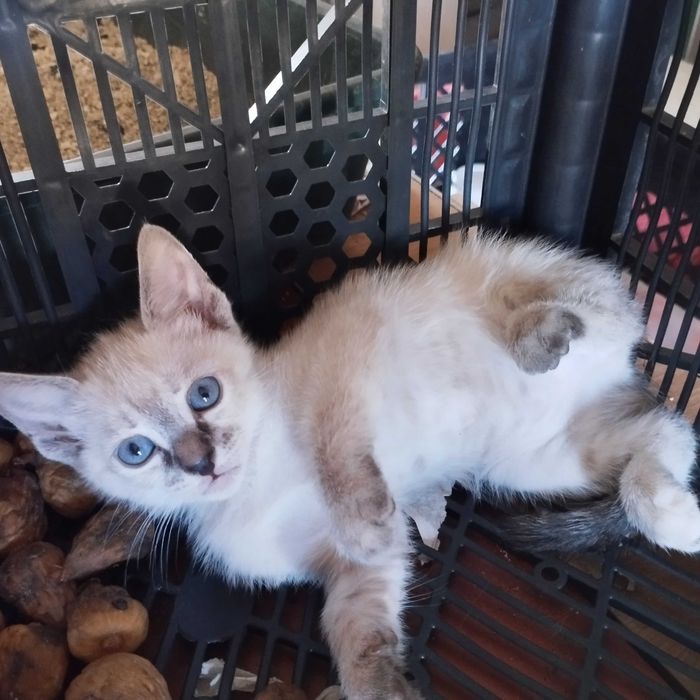 Gatinhos bebés para adopção