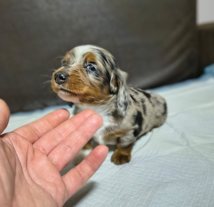 Jamniczek miniaturowy długowłosy merle