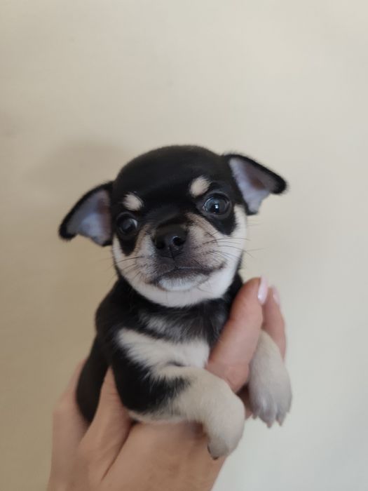 Файні хлопці чіхуа , поспішайте забронювати !