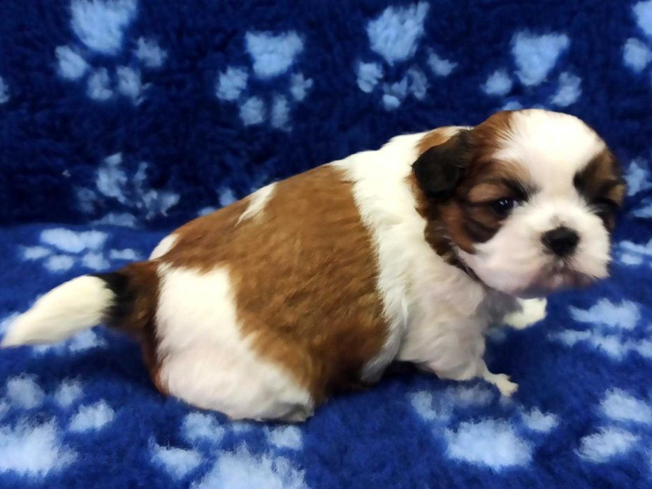 Śliczna suczka shih tzu  UCI