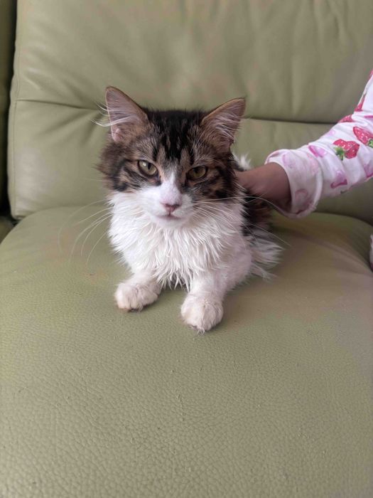 Котик, звати Міліон