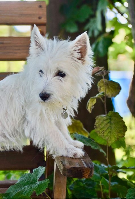 Szczeniak West Highland White Terrier
