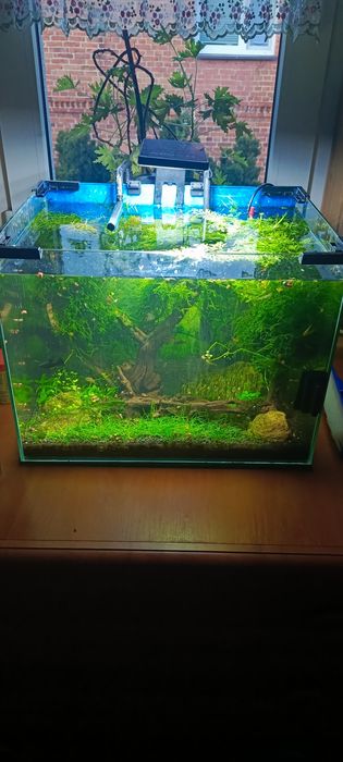 Krewetkarium,akwarium