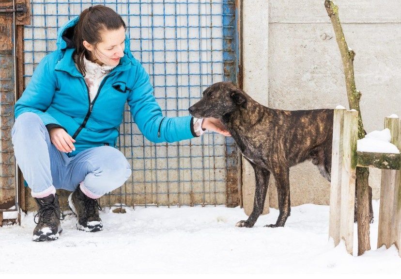 Lilo - aktywny i chętny do zabawy