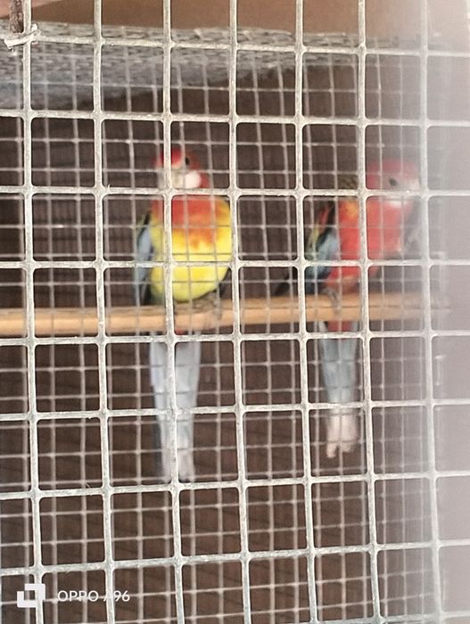 Ring Necks e pyhurras