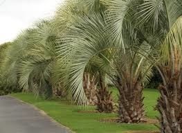 Palmeiras azuis Butia capitata ou butiazeiros