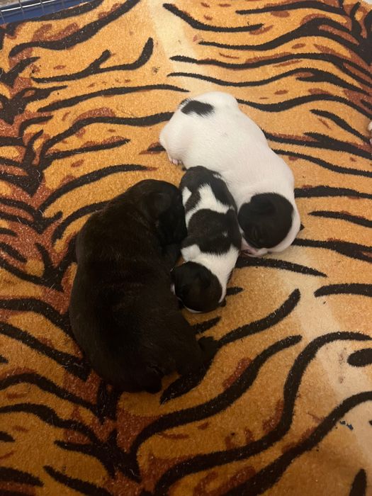 Щенки Французского бульдога на бронь!!!