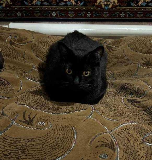 Бомбейська кішечка