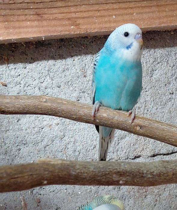 Periquitos e mandarins