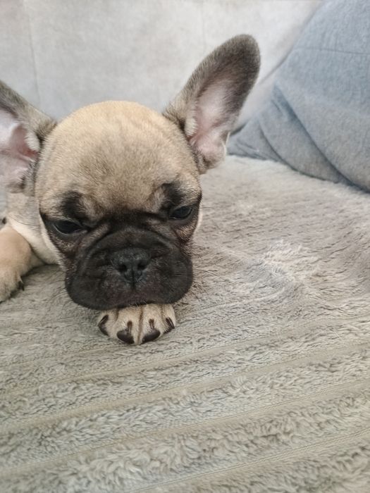 Buldog francuski