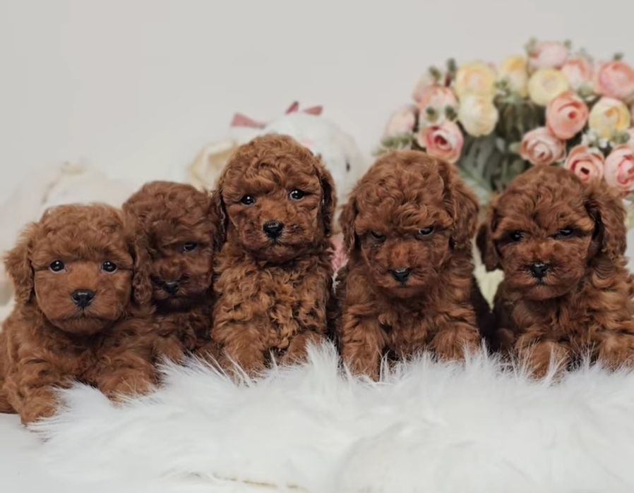 Хлопчики той пудель