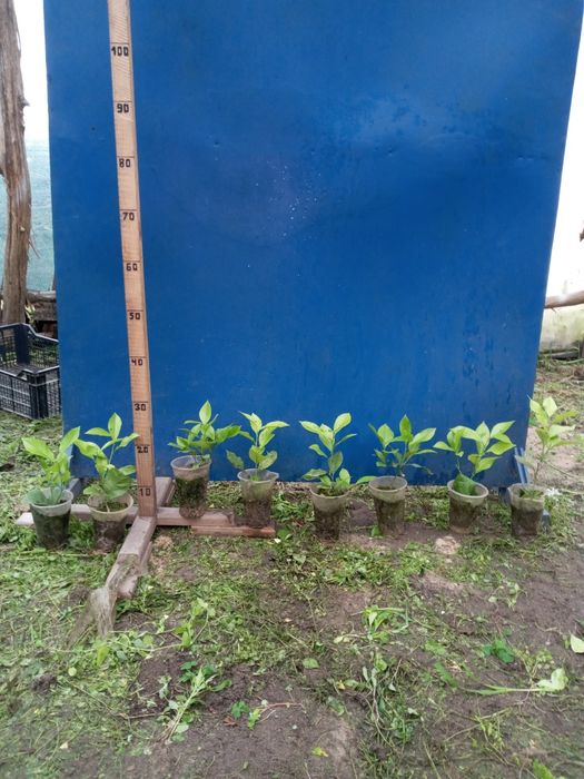 Молоді  лимони .