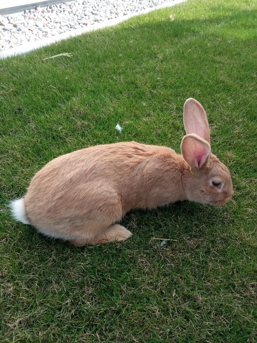 Króliki burgundzkie / burgundy - samce / samice