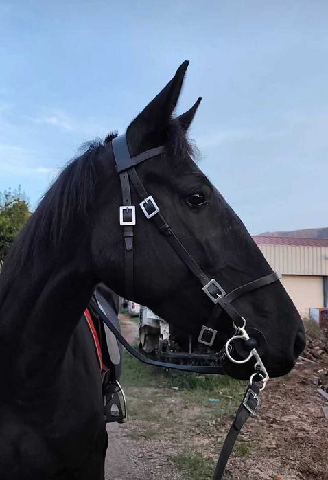 Vendo Trotadora francesa