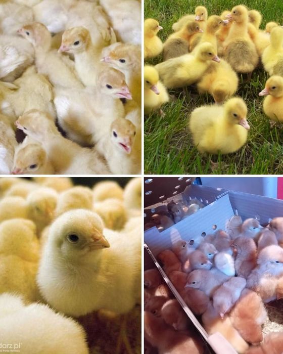 Kurczaki  zielononozki pisklęta brojlery indyki kaczki gesi Koguciki n