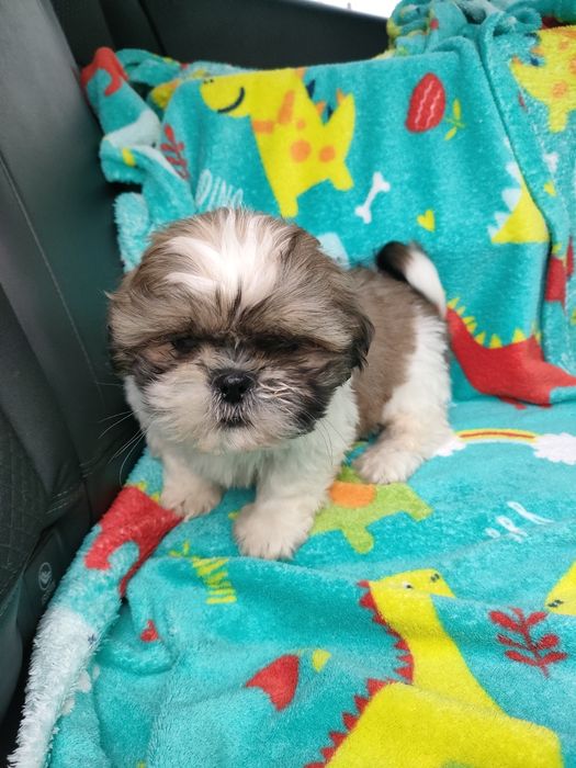 Shihtzu wesoły maluszek