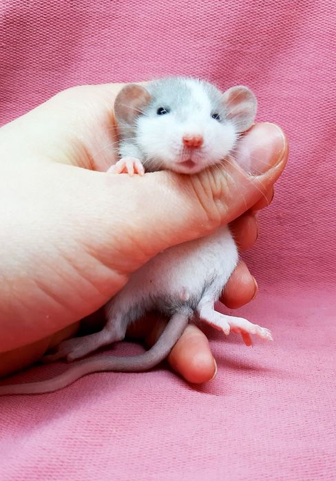 Крыски дамбо,крысы декоративные,крысята