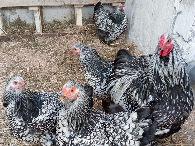 Яйце для інкубації, курчата, Брама блакитне золото, срібло.