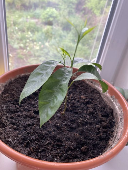 Домашні саджанці лимону та мандаринок , вирощєні з кісточки