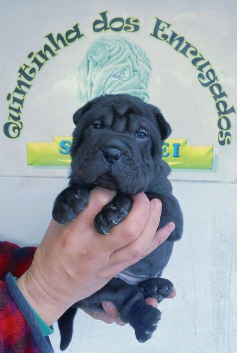 Shar pei.. bebes shar pei LOP Pedigree