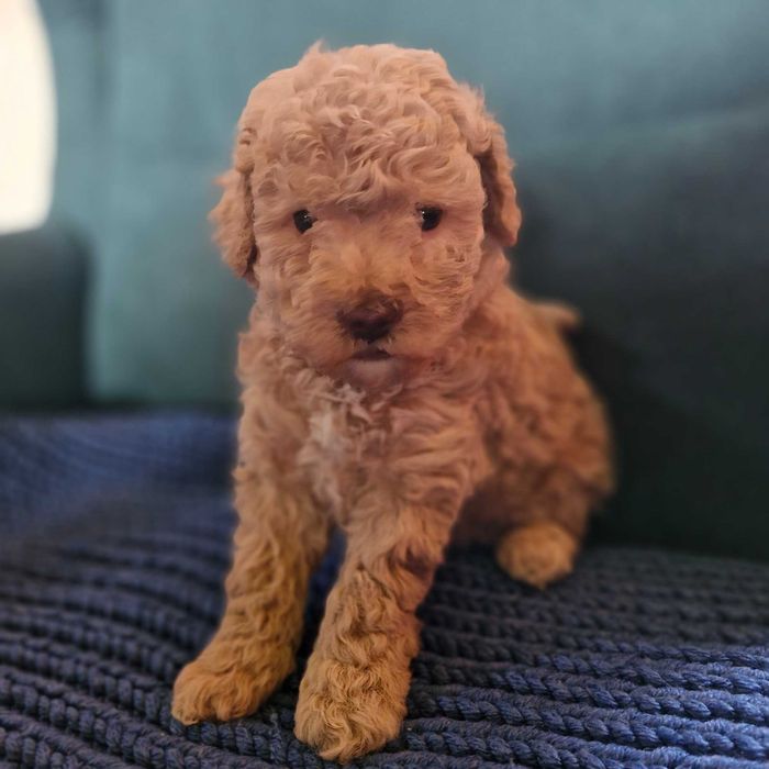 Pudel toy-minaturka piękna sunia morelowa