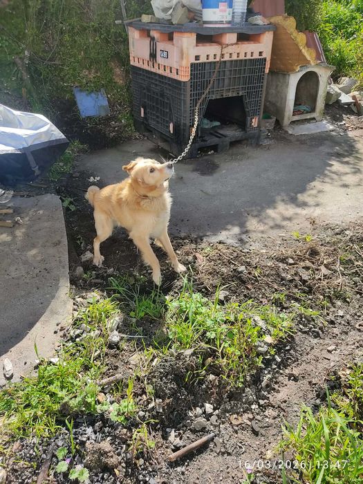 Casota para cães