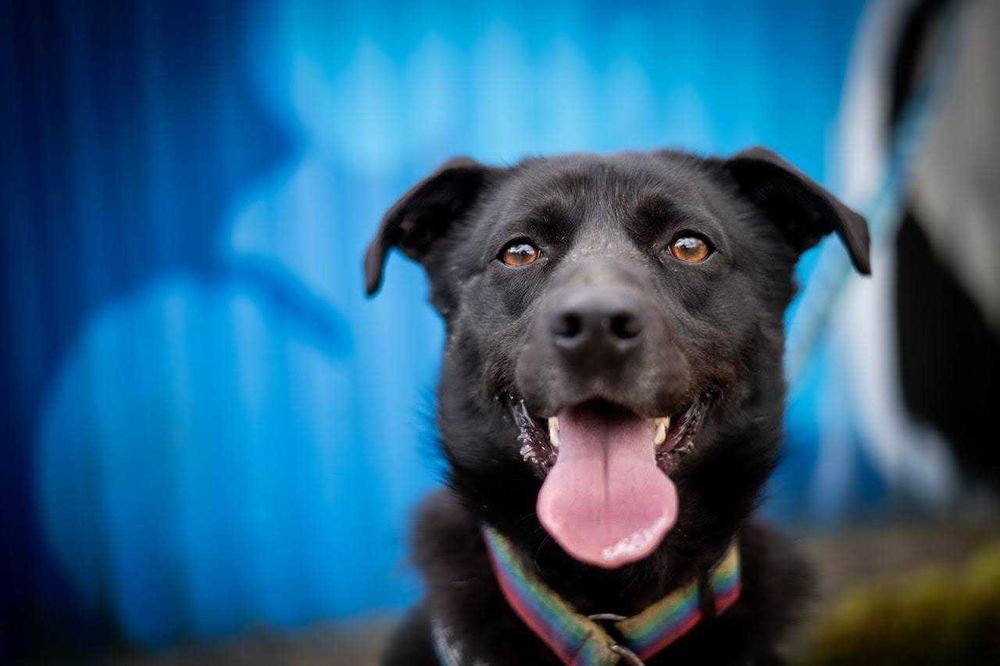 Piko został okrutnie potraktowany. Odmień jego los