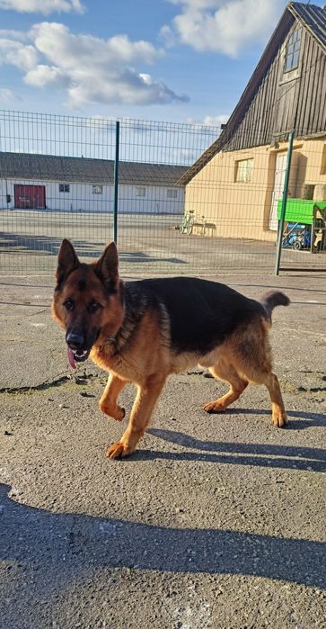 В'язка німецької вівчарки