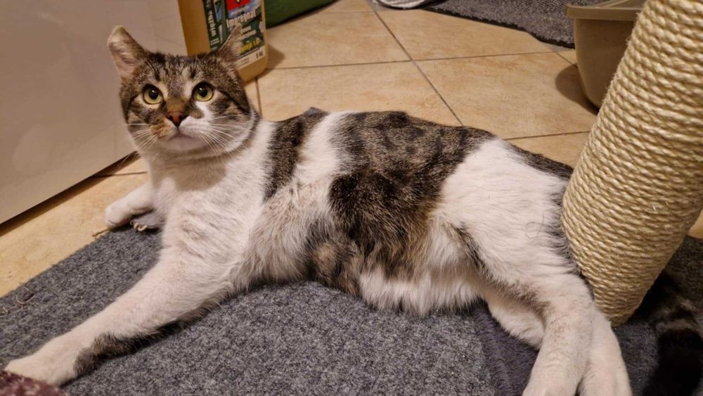 Roczny Zgredek szuka domu