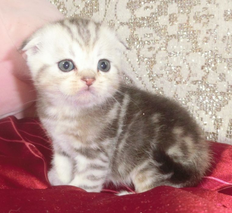 Чудові шотландські кошенята