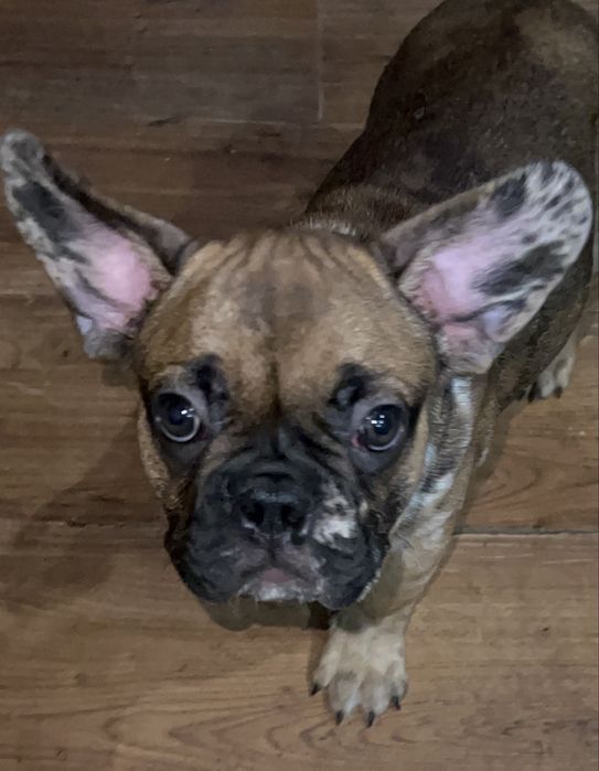 Фрацуский бульдог мерле
