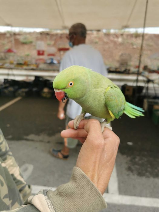 Roseicollis /Agraponis Domésticados