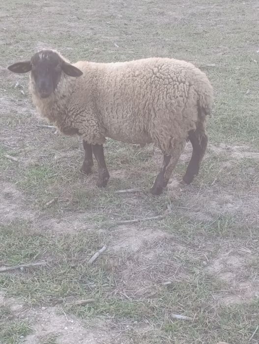 Vendo anho  macho sulfok com cinco meses