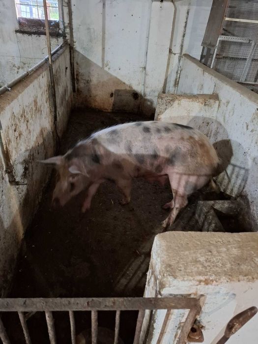 Porcas para criação ou abate