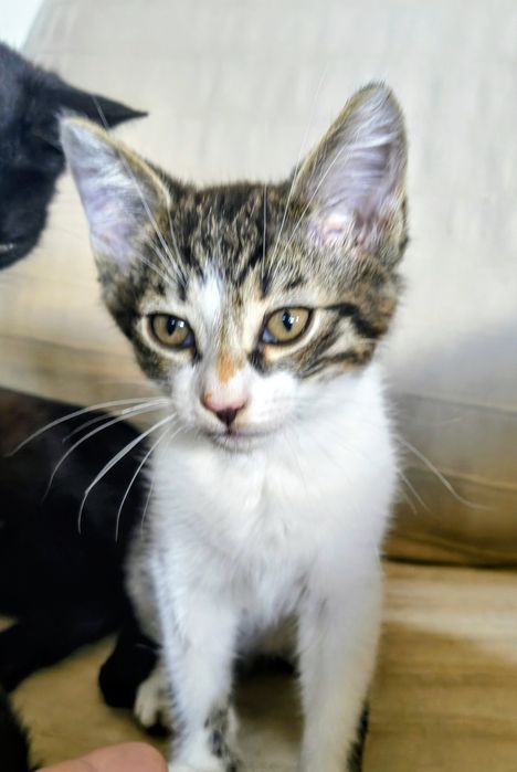 Piękny kocurek do adopcji