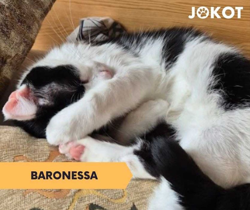 Baronessa - śliczna krówka pilnie szuka domku!