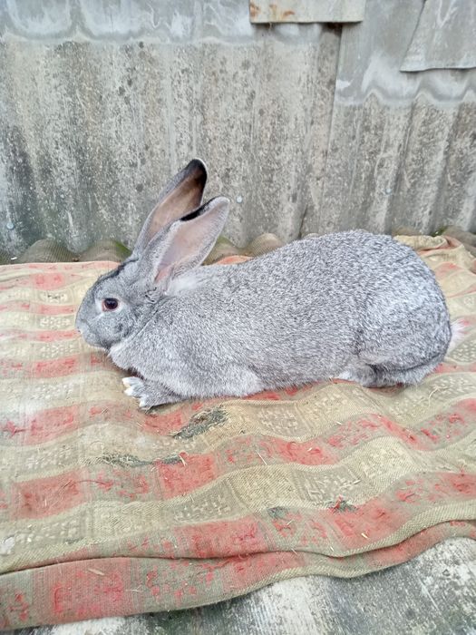 Самки і самці Шиншила