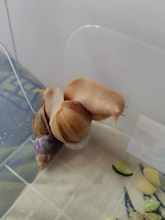 Подарю!!! Улитки Ахатины