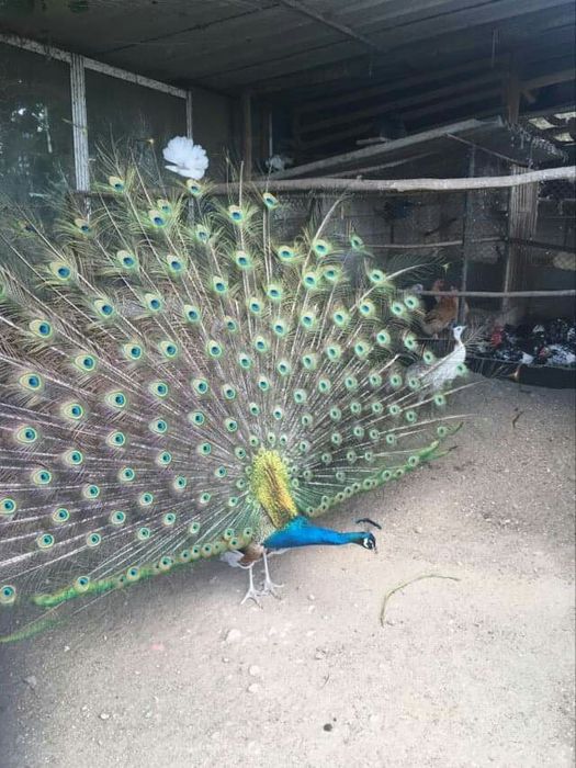 Pavões *Várias Raças*